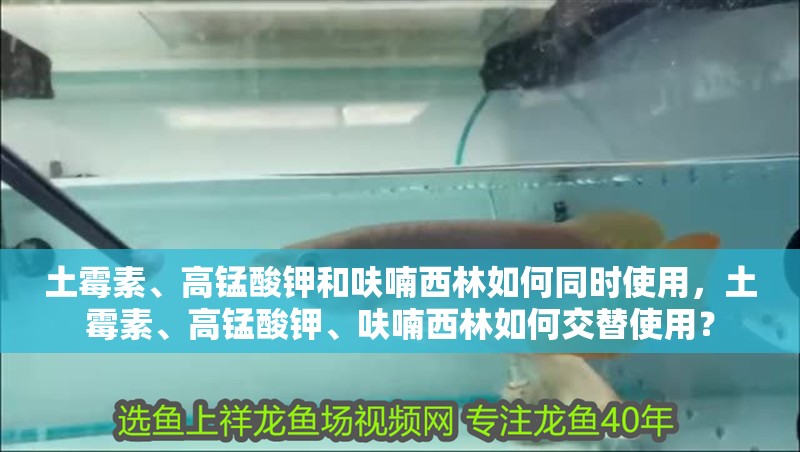 土霉素、高錳酸鉀和呋喃西林如何同時使用,土霉素、高錳酸鉀、呋喃西林如何交替使用? 龍魚百科 第3張 土霉素、高錳酸鉀和呋喃西林如何同時使用,土霉素、高錳酸鉀、呋喃西林如何交替使用? 土霉素、高錳酸鉀和呋喃西林如何同時使用,土霉素、高錳酸鉀、呋喃西林如何交替使用? 龍魚百科 第3張