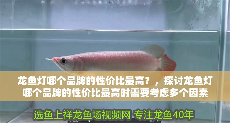 龍魚燈哪個品牌的性價比最高？，探討龍魚燈哪個品牌的性價比最高時需要考慮多個因素