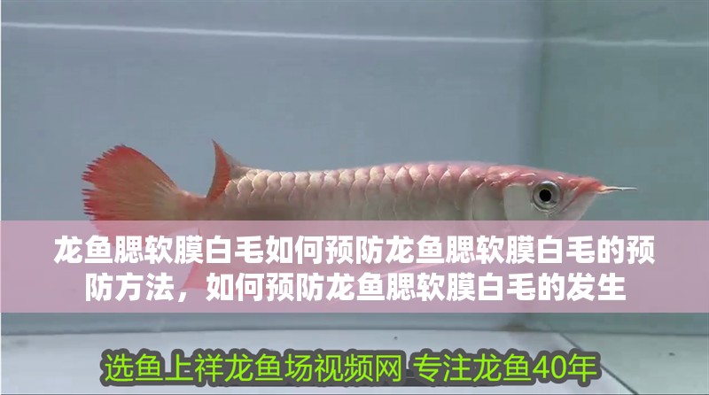 龍魚腮軟膜白毛如何預(yù)防龍魚腮軟膜白毛的預(yù)防方法，如何預(yù)防龍魚腮軟膜白毛的發(fā)生