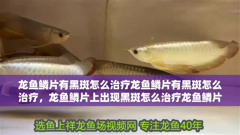 龍魚鱗片有黑斑怎么治療龍魚鱗片有黑斑怎么治療，龍魚鱗片上出現(xiàn)黑斑怎么治療龍魚鱗片有黑斑怎么治療