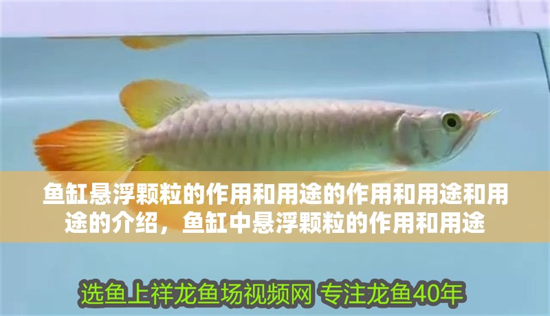 魚缸懸浮顆粒的作用和用途的作用和用途和用途的介紹，魚缸中懸浮顆粒的作用和用途