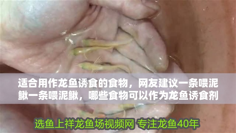 適合用作龍魚誘食的食物，網(wǎng)友建議一條喂泥鰍一條喂泥鰍，哪些食物可以作為龍魚誘食劑？