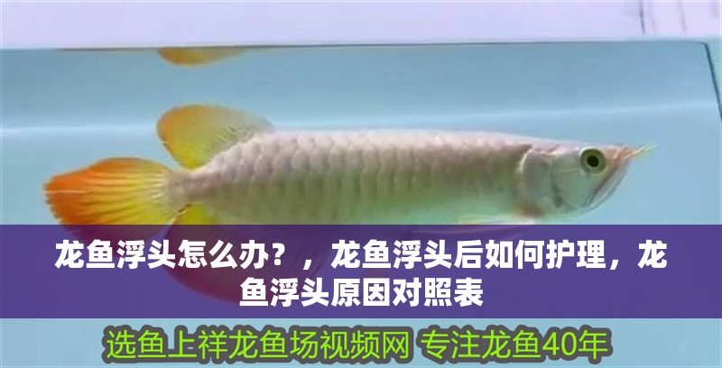 龍魚浮頭怎么辦？，龍魚浮頭后如何護理，龍魚浮頭原因對照表