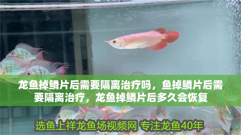 龍魚掉鱗片后需要隔離治療嗎，魚掉鱗片后需要隔離治療，龍魚掉鱗片后多久會恢復