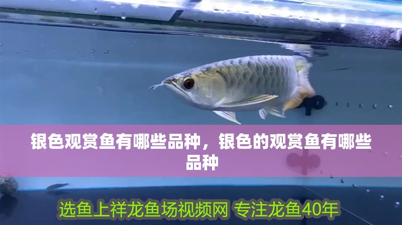 銀色觀賞魚有哪些品種，銀色的觀賞魚有哪些品種