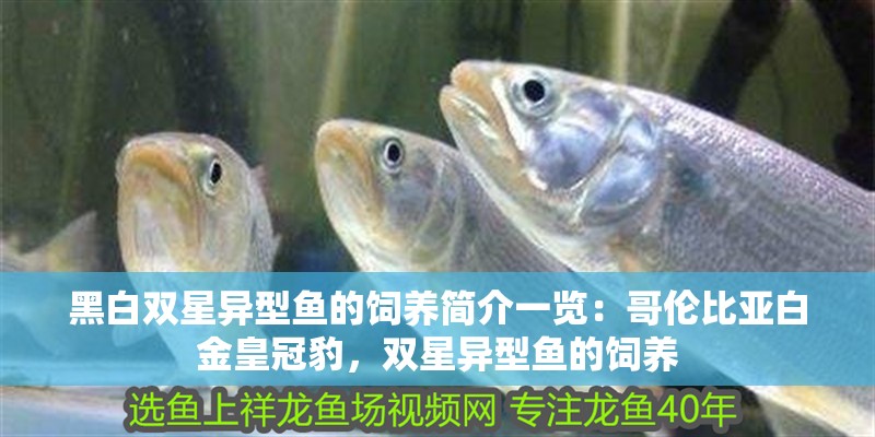黑白雙星異型魚的飼養(yǎng)簡介一覽：哥倫比亞白金皇冠豹，雙星異型魚的飼養(yǎng)