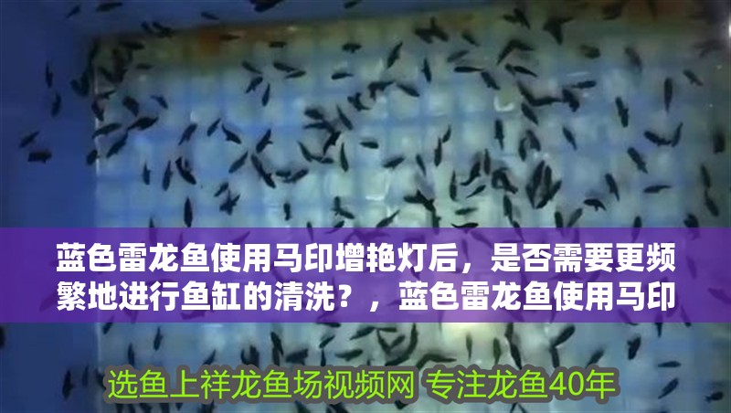 藍色雷龍魚使用馬印增艷燈后，是否需要更頻繁地進行魚缸的清洗？，藍色雷龍魚使用馬印增艷燈會對魚的行動能力產生影響