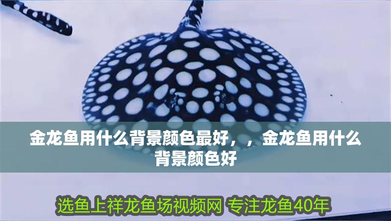 金龍魚用什么背景顏色最好，，金龍魚用什么背景顏色好