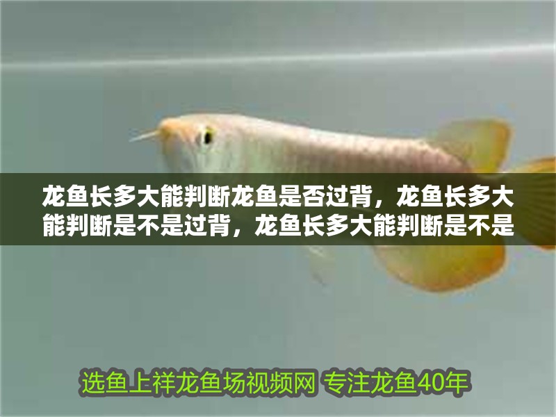 龍魚長多大能判斷龍魚是否過背，龍魚長多大能判斷是不是過背，龍魚長多大能判斷是不是過背