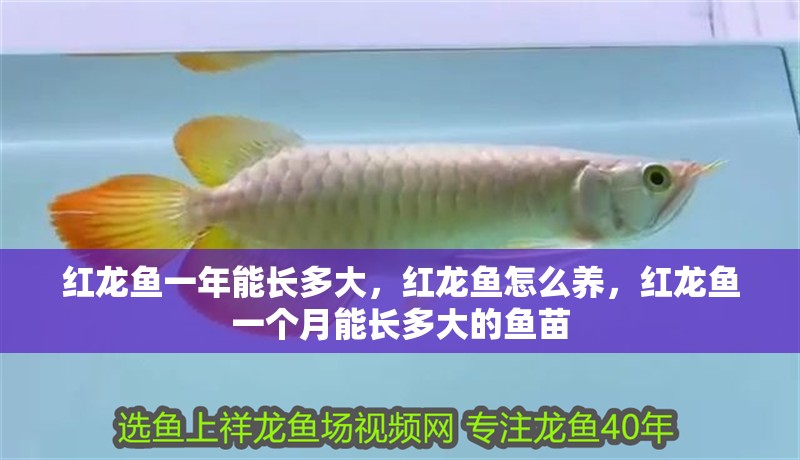 紅龍魚一年能長多大，紅龍魚怎么養(yǎng)，紅龍魚一個月能長多大的魚苗