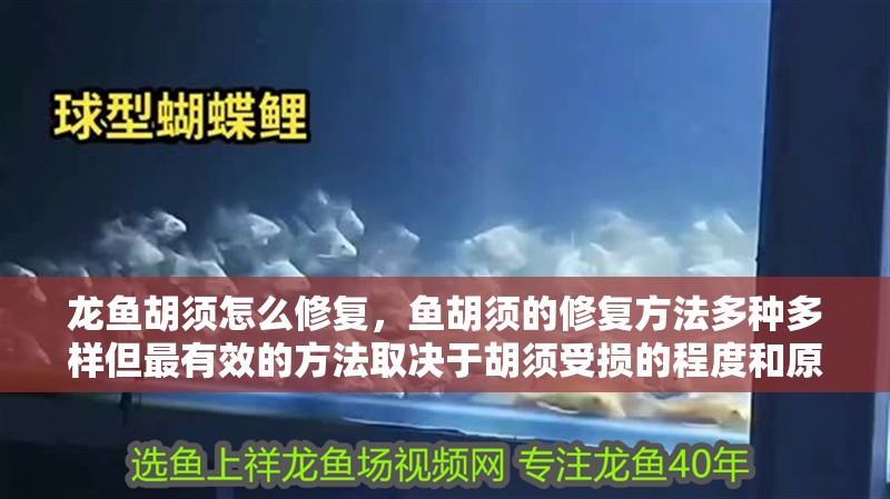 龍魚(yú)胡須怎么修復(fù)，魚(yú)胡須的修復(fù)方法多種多樣但最有效的方法取決于胡須受損的程度和原因