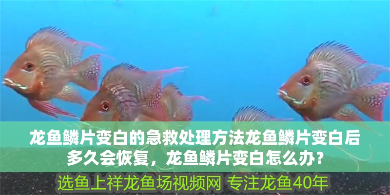 龍魚鱗片變白的急救處理方法龍魚鱗片變白后多久會(huì)恢復(fù)，龍魚鱗片變白怎么辦？