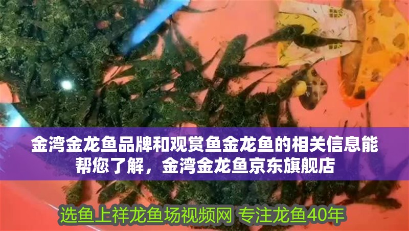金灣金龍魚品牌和觀賞魚金龍魚的相關信息能幫您了解，金灣金龍魚京東旗艦店