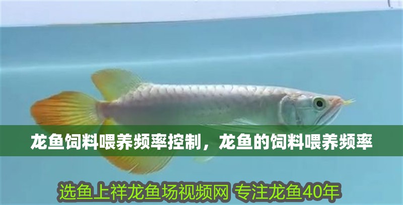 龍魚飼料喂養頻率控制，龍魚的飼料喂養頻率