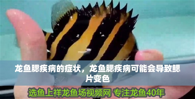 龍魚腮疾病的癥狀，龍魚腮疾病可能會導致鰓片變色