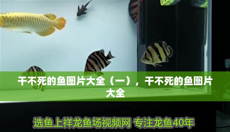 干不死的魚圖片大全（一），干不死的魚圖片大全