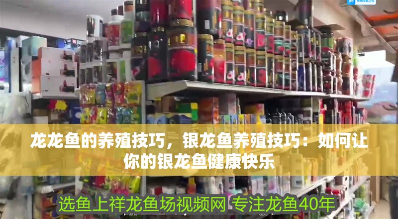 龍龍魚的養殖技巧，銀龍魚養殖技巧：如何讓你的銀龍魚健康快樂
