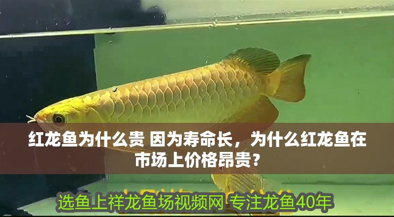 紅龍魚為什么貴 因為壽命長，為什么紅龍魚在市場上價格昂貴？
