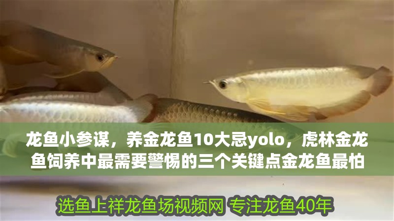 龍魚小參謀，養金龍魚10大忌yolo，虎林金龍魚飼養中最需要警惕的三個關鍵點金龍魚最怕三個東西