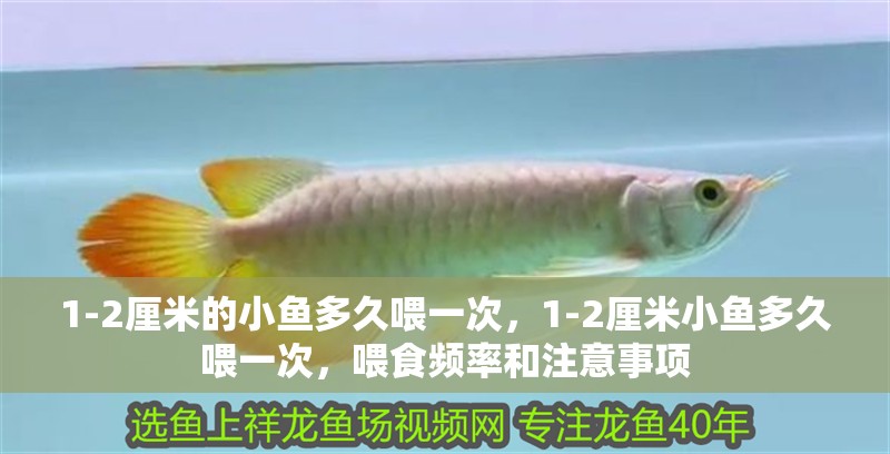 1-2厘米的小魚多久喂一次，1-2厘米小魚多久喂一次，喂食頻率和注意事項