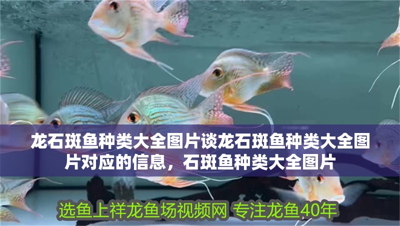 龍石斑魚種類大全圖片談龍石斑魚種類大全圖片對應的信息，石斑魚種類大全圖片