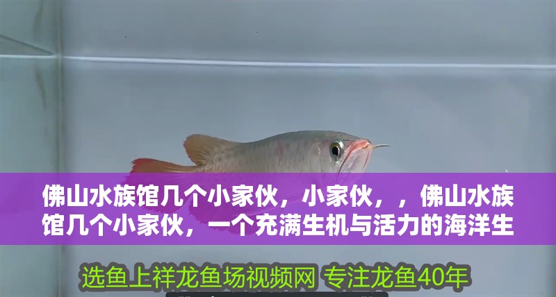 佛山水族館幾個小家伙，小家伙，，佛山水族館幾個小家伙，一個充滿生機與活力的海洋生物家園