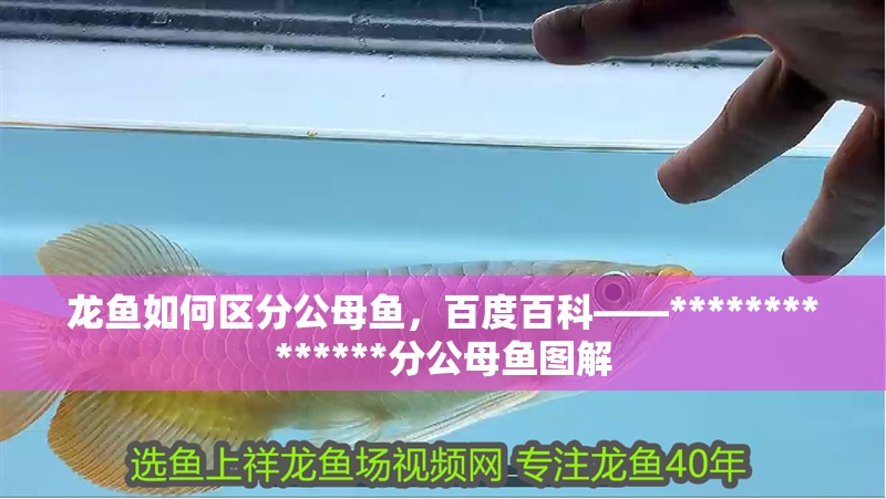 龍魚如何區(qū)分公母魚，百度百科——**************分公母魚圖解