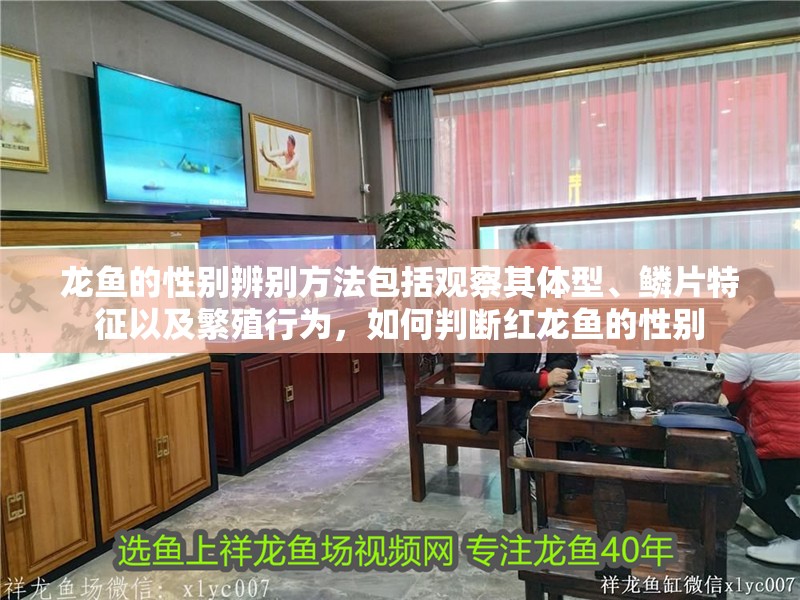 龍魚的性別辨別方法包括觀察其體型、鱗片特征以及繁殖行為，如何判斷紅龍魚的性別