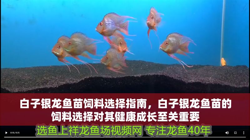 白子銀龍魚苗飼料選擇指南，白子銀龍魚苗的飼料選擇對其健康成長至關重要
