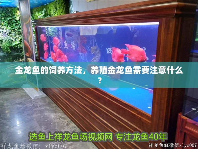 金龍魚的飼養方法，養殖金龍魚需要注意什么？