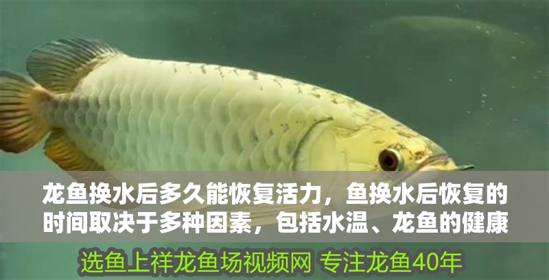 龍魚換水后多久能恢復活力，魚換水后恢復的時間取決于多種因素，包括水溫、龍魚的健康狀況以及換水的頻率