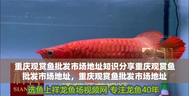 重慶觀賞魚批發市場地址知識分享重慶觀賞魚批發市場地址，重慶觀賞魚批發市場地址