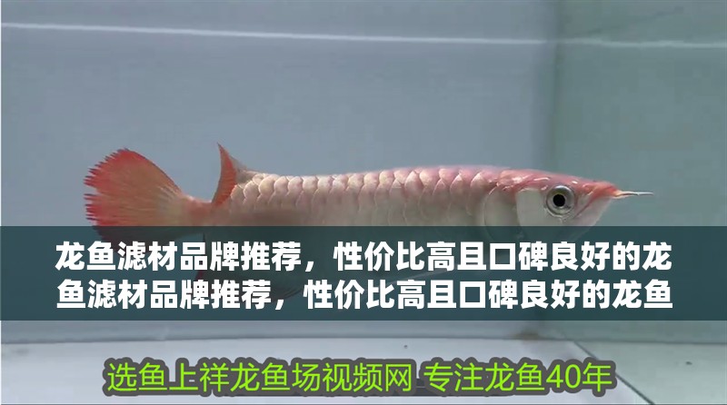 龍魚濾材品牌推薦，性價比高且口碑良好的龍魚濾材品牌推薦，性價比高且口碑良好的龍魚濾材品牌