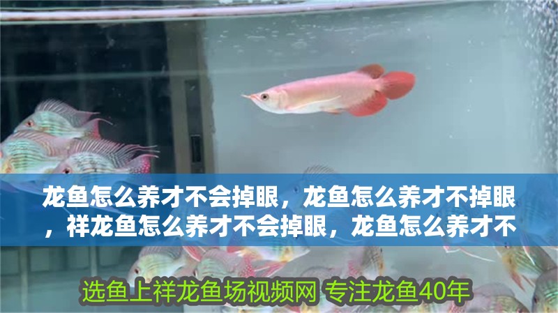 龍魚怎么養才不會掉眼，龍魚怎么養才不掉眼，祥龍魚怎么養才不會掉眼，龍魚怎么養才不會掉眼，龍魚怎么養才不掉眼