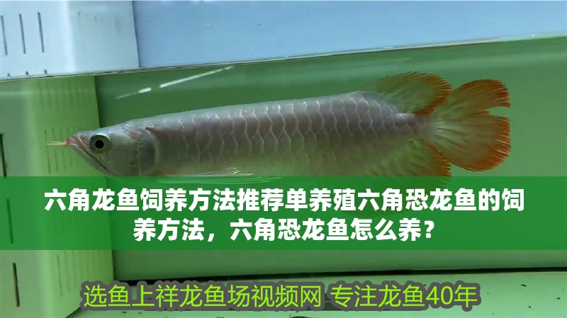 六角龍魚飼養方法推薦單養殖六角恐龍魚的飼養方法，六角恐龍魚怎么養？