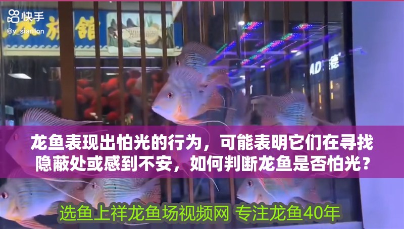 龍魚表現出怕光的行為，可能表明它們在尋找隱蔽處或感到不安，如何判斷龍魚是否怕光？