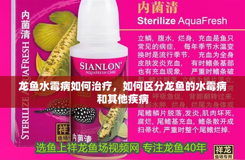 龍魚水霉病如何治療，如何區分龍魚的水霉病和其他疾病