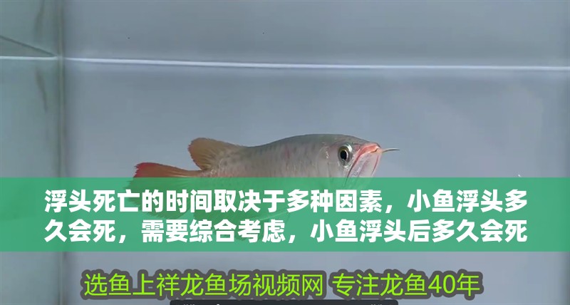 浮頭死亡的時間取決于多種因素，小魚浮頭多久會死，需要綜合考慮，小魚浮頭后多久會死
