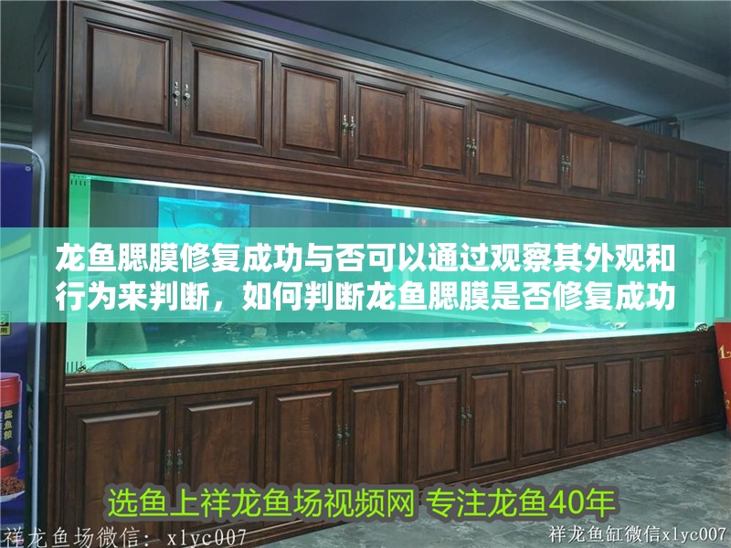 龍魚腮膜修復成功與否可以通過觀察其外觀和行為來判斷，如何判斷龍魚腮膜是否修復成功