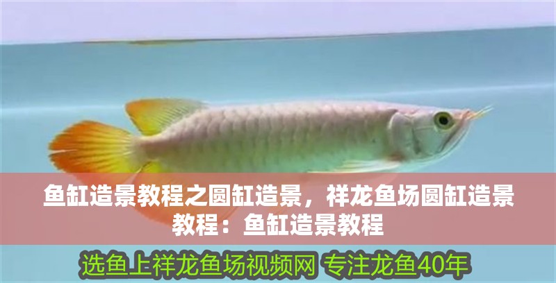 魚缸造景教程之圓缸造景，祥龍魚場圓缸造景教程：魚缸造景教程