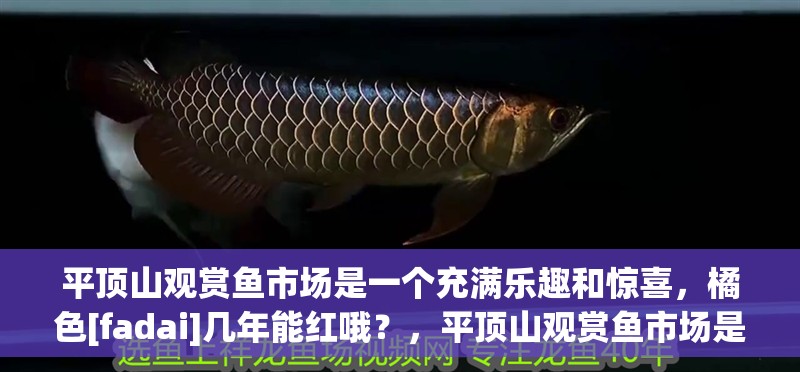 平頂山觀賞魚市場是一個充滿樂趣和驚喜，橘色[fadai]幾年能紅哦？，平頂山觀賞魚市場是一個專門展示和銷售各種觀賞魚類的場所