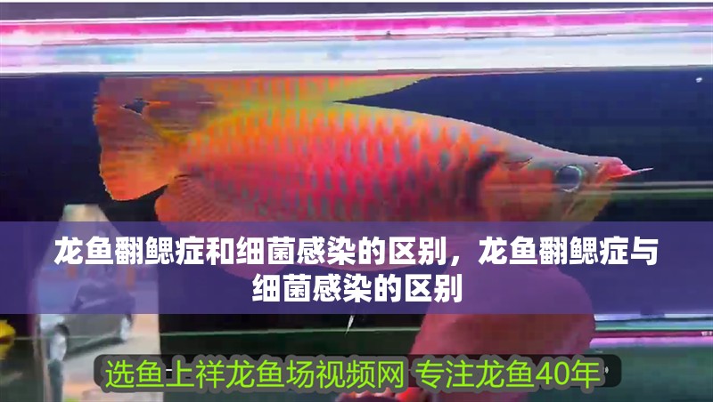 龍魚翻鰓癥和細菌感染的區別，龍魚翻鰓癥與細菌感染的區別