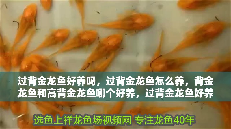 過背金龍魚好養(yǎng)嗎，過背金龍魚怎么養(yǎng)，背金龍魚和高背金龍魚哪個好養(yǎng)，過背金龍魚好養(yǎng)嗎