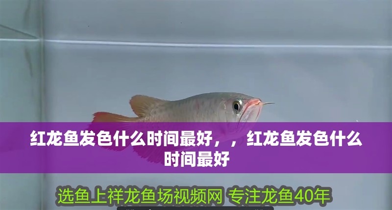 紅龍魚發色什么時間最好，，紅龍魚發色什么時間最好