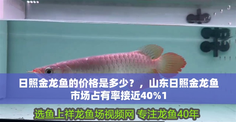 日照金龍魚的價格是多少？，山東日照金龍魚市場占有率接近40%1