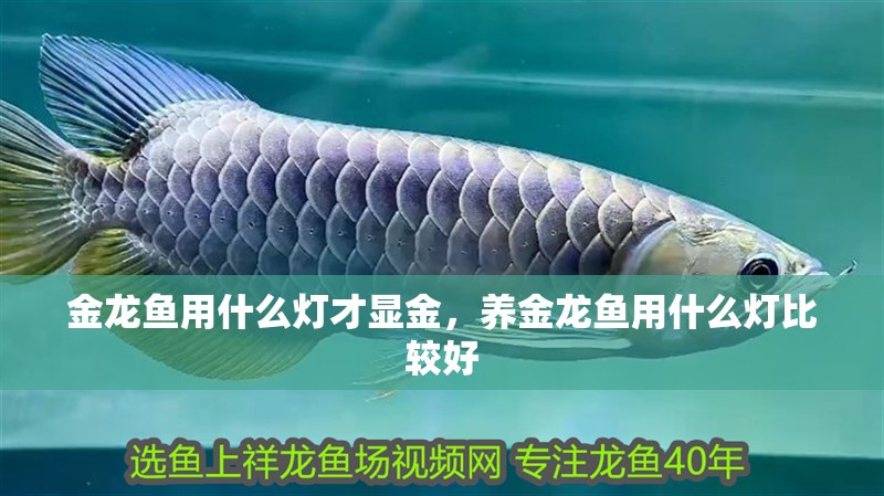 金龍魚用什么燈才顯金，養(yǎng)金龍魚用什么燈比較好