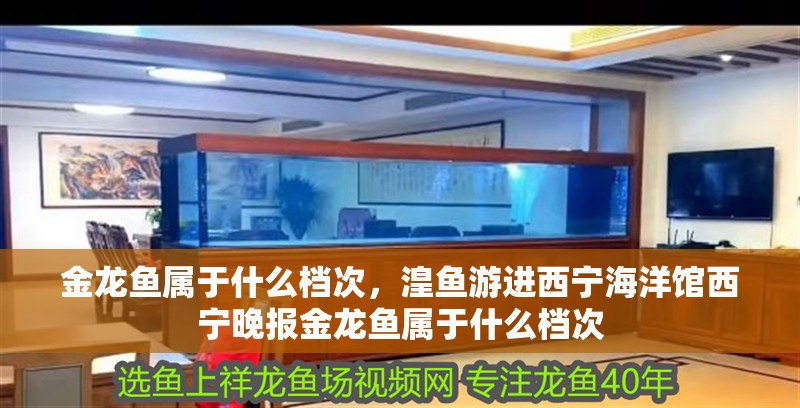 金龍魚屬于什么檔次，湟魚游進西寧海洋館西寧晚報金龍魚屬于什么檔次