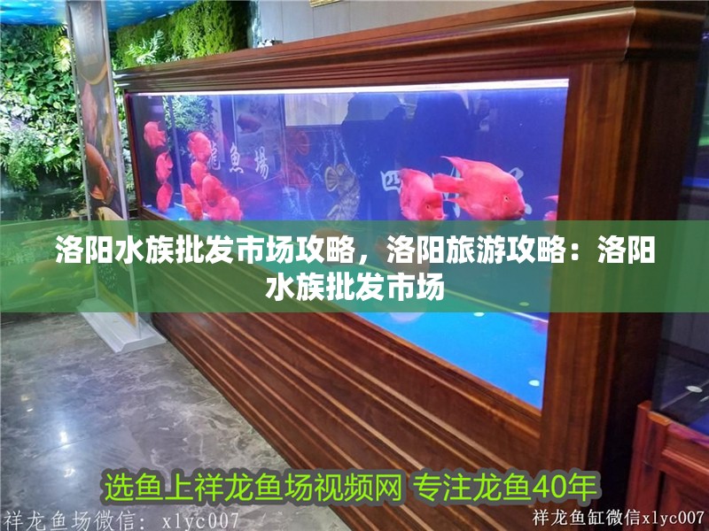 洛陽水族批發(fā)市場攻略，洛陽旅游攻略：洛陽水族批發(fā)市場