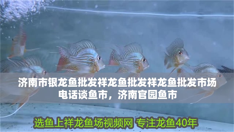 濟(jì)南市銀龍魚批發(fā)祥龍魚批發(fā)祥龍魚批發(fā)市場電話談魚市，濟(jì)南官園魚市
