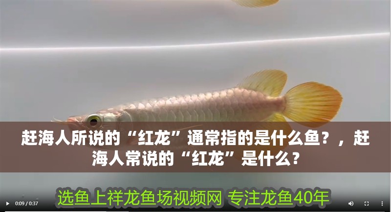 趕海人所說的“紅龍”通常指的是什么魚？，趕海人常說的“紅龍”是什么？